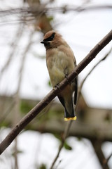 bird on a branch
