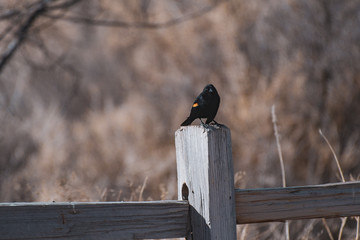 Red winged blackbird