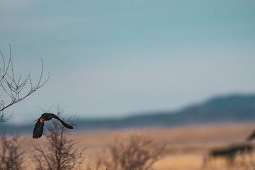 Red winged blackbird