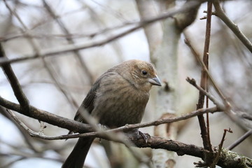sparrow on branch