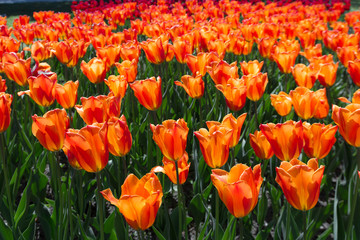 Obraz premium Beautiful red & orange tulips in Morges (Canton de Vaud, Switzerland). Colorful flowers for the tulip party. Close up of these magnificent pieces of nature in the sunlight.