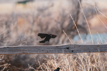 Red winged blackbird