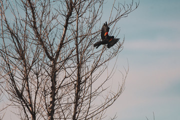 Red winged blackbird