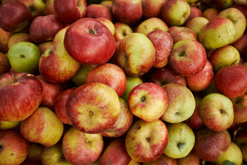 A lot of red apples. harvesting