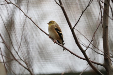 bird on a branch