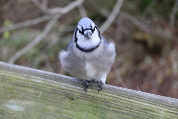 blue jay