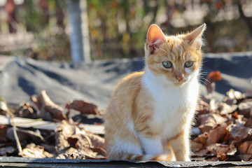 Naklejka na ściany i meble Cat sits in autumn leaf, autumn, animal, blurred background
