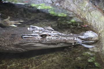 crocodile in water, predator, reptile, zoo, wildlife, animal