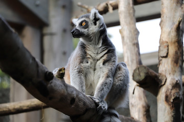 Lemur looks pensively, sitting on a tree, zoo, blurred background
