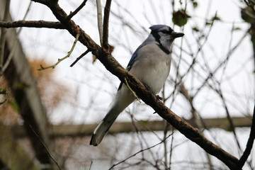 bluejay in tree