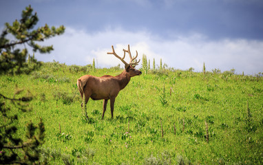 Naklejka na ściany i meble Elk in the Meadows of Yellowstone National Park