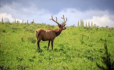 Fototapeta premium Elk in the Meadows of Yellowstone National Park