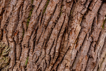 Centennial oak bark. Close-up. Background.