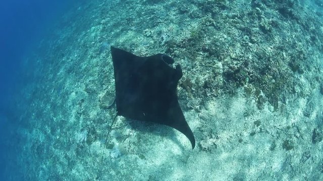 A totally black manta ray, Manta alfredi, is accompanied by a Giant trevally as it visits a cleaning station in Komodo National Park, Indonesia. Mantas are common here and visit specific sites.