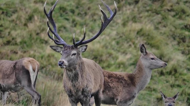 Male stag red deer lock antlers during the deer rut at Lyme Park, Cheshire