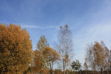 trees in autumn 2