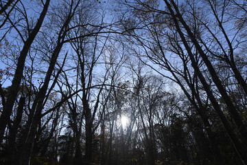Fototapeta premium Dark forest