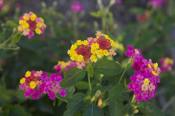 Close-up of a flowering plant known as Camara Lantana