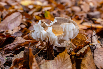 Mushroom umbrella in the autumn forest. Edible mushrooms. Close-up