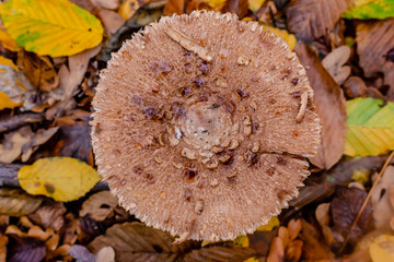Macrolepiota excoriata. Mushroom umbrella in the autumn forest. Edible mushrooms. Close-up