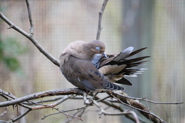 pruning bird