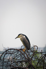 Black Crown Night Heron