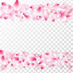 Fototapeta na wymiar Spring blossom isolated petals flying