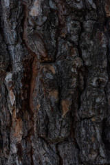 corteza del arbol del pino