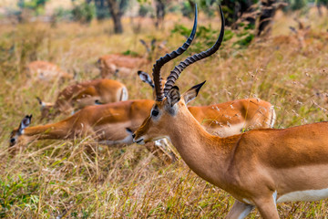 male Heuglin's gazelle - Eudorcas tilonura in its hurde