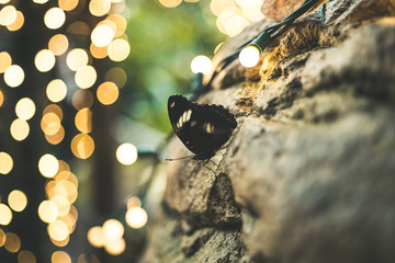 butterfly with lights