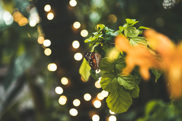 butterfly with lights