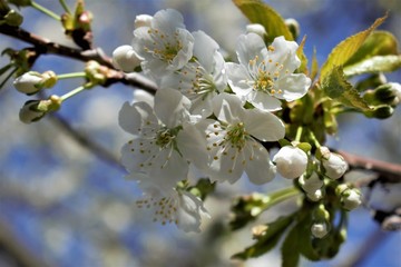 Cherry flower