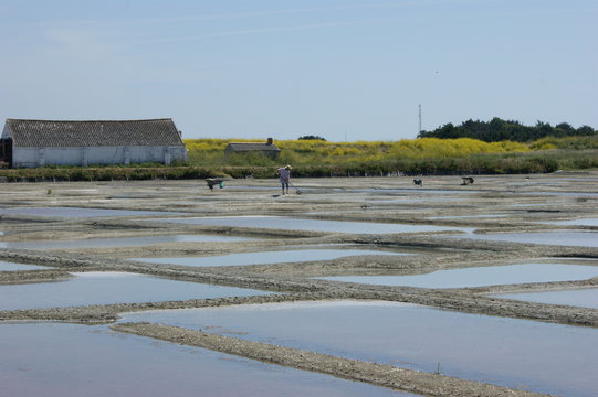 the production of sea salt in Noirmoutier in France
