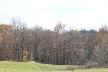 Fototapeta premium autumn in the woods