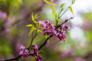 Obraz premium purple flowers in the garden
