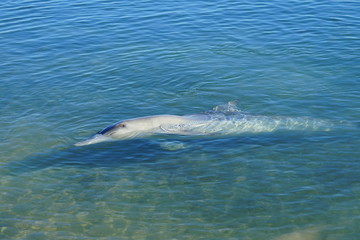 A wild dolphin in the water in Shark Bay, Australia
