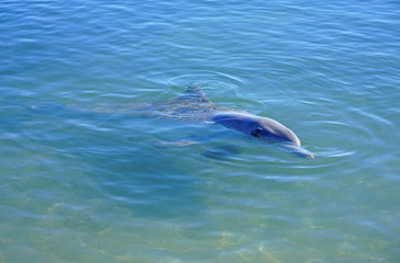 Naklejka premium A wild dolphin in the water in Shark Bay, Australia