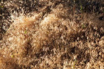 As the desert sun sinks lower in the sky the tall grasses found along Hog Canyon trail in Dinosaur National Monument glisten