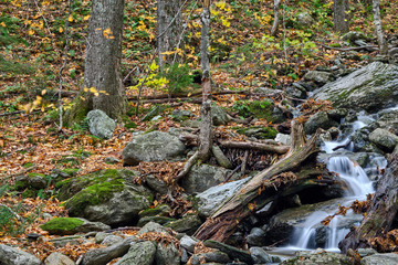 Fototapeta na wymiar Mossy and leaf filled brooks and stream during the autumn and fall colors of Mt Mansfield area near Stowe Vermont