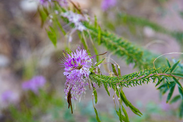 A vision of lavender and green of the Rocky Mountain bee-plant can be seen along the Hog Canyon trail in Dinosaur National Monument