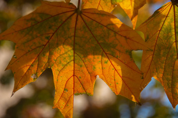 Autumn yellow leaf close up with bokeh in background