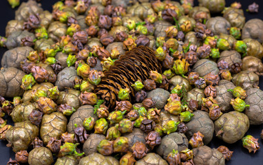 different sized pine cones background