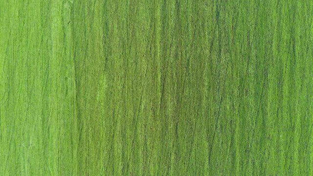 Fresh green grass shot from top view, aerial drone winter crops pattern