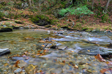 Moss covered rocks and colorful autumn leaves surround a brook with small cascades in the Vermont Forest near Stowe