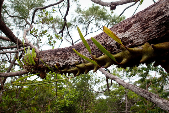 Lecanopteris sinuosa, Fam. Polypodiaceae. Gesehen im Bako Nationalpark in Sarawak, Borneo