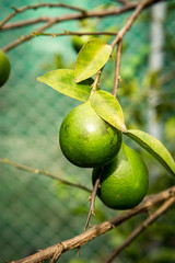 Citrus fruit (a type of lime) hanging from the tree