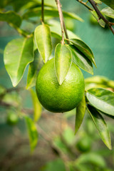 Citrus fruit (a type of lime) hanging from the tree