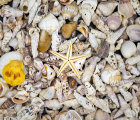 background made with clams and dry starfish
