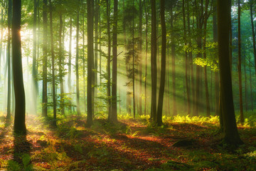 Beautiful morning in the forest - obrazy, fototapety, plakaty