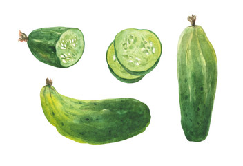 Watercolor set of salad cucumbers. Slices, half a cucumber and two ripe. On the topic of cooking, salads, vegetable garden, farm, eco-products